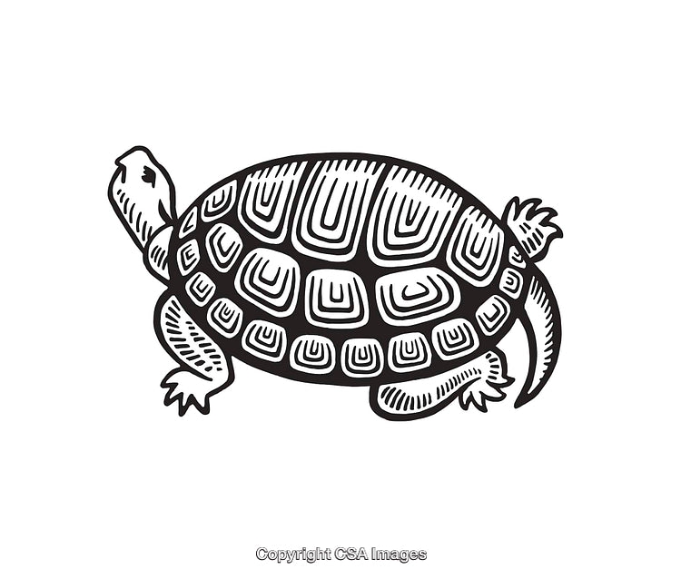 Detailed Black and White Line Art Illustration of a Turtle
