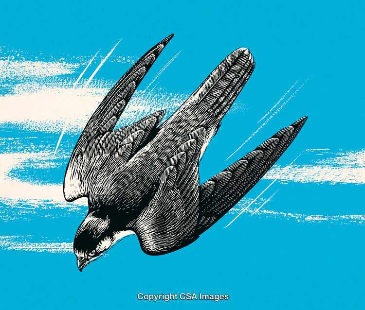 Illustration of a Diving Falcon Against Clear Sky with Cloud Accents