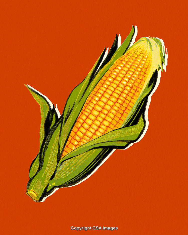 Illustrated Single Ear of Corn on Bright Orange Background