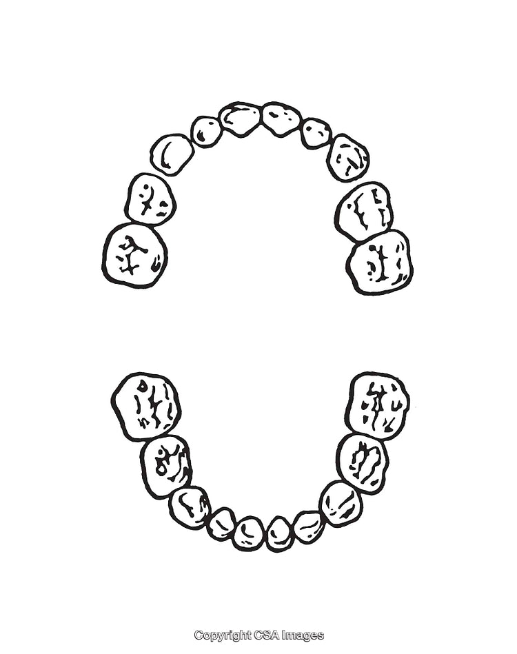 Black and White Line Art Illustration of Human Dental Top and Bottom Teeth