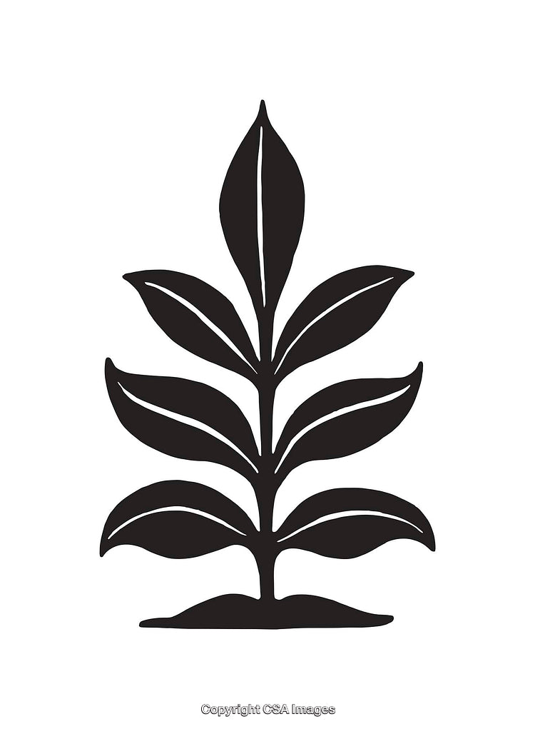 Black and White Line Art Illustration of a Plant with Leaves