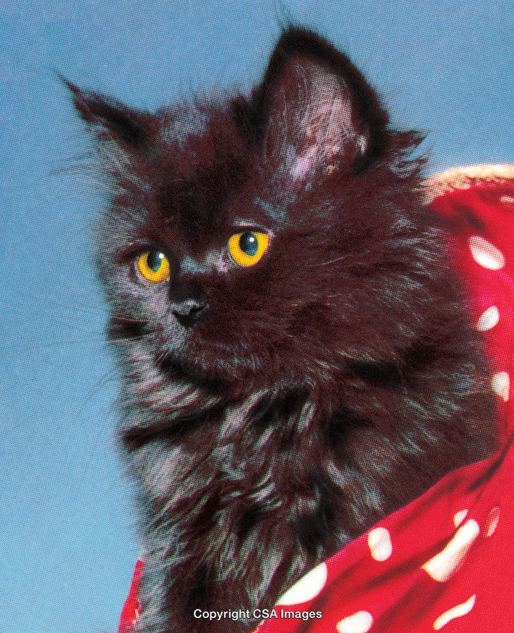 Close-Up of a Black Cat With Bright Yellow Eyes on Blue Background