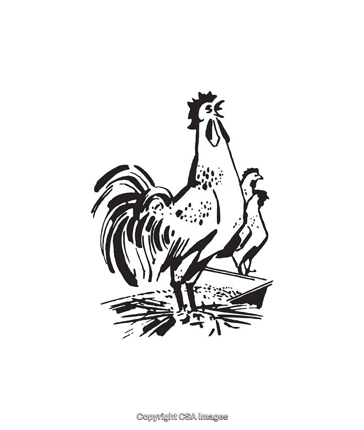 Black and White Line Art Illustration of Rooster with Small Chickens