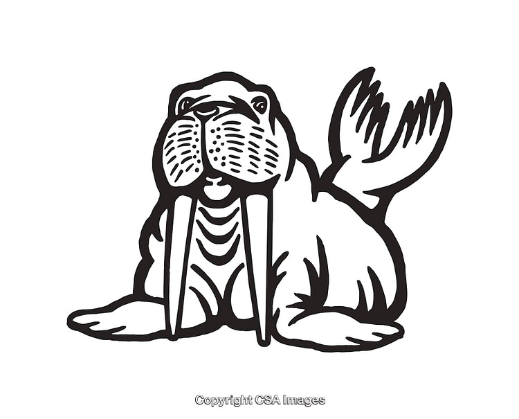 Black and White Illustration of a Walrus with Tusk Details