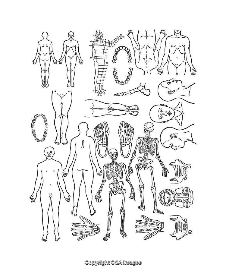 Detailed Black and White Human Anatomy Line Drawings and Diagrams