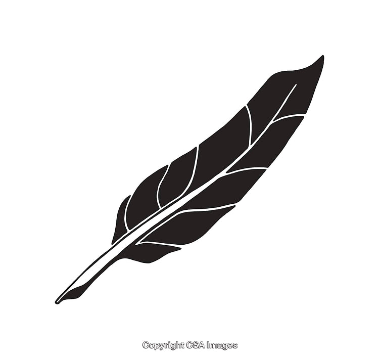 Black Feather Illustration Vector Line Drawing on White Background
