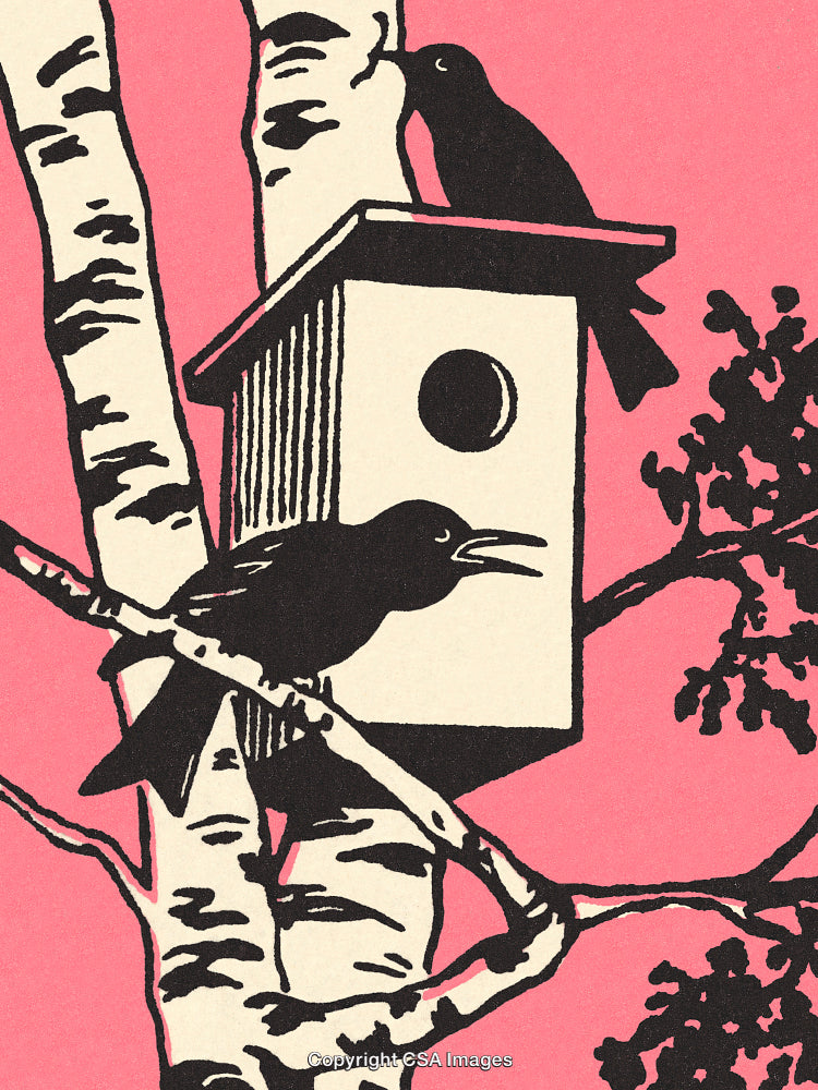Silhouetted Birds at a Birdhouse on Birch Tree with Vibrant Pink Background