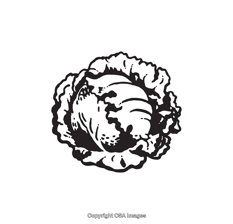 Black and White Illustration of a Cabbage with Detailed Line Art