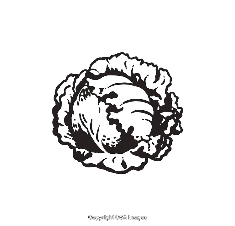 Black and White Illustration of a Cabbage with Detailed Line Art