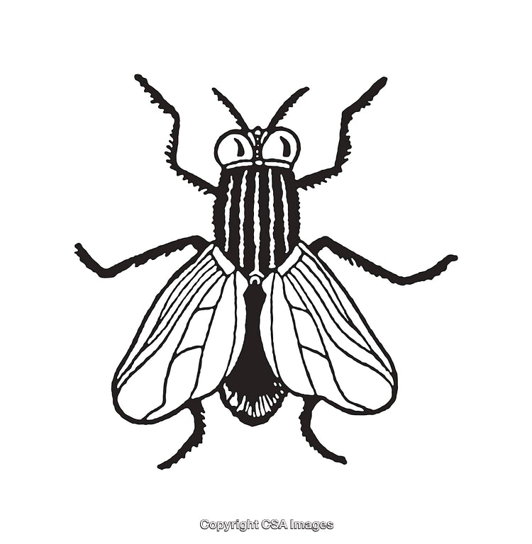 Black and White Line Art of a Fly with Detailed Features