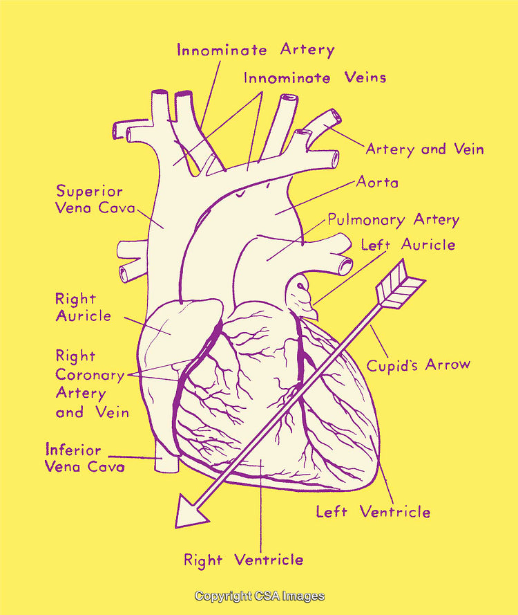 Illustration of Anatomical Heart Diagram with Labeled Highlights and Decor