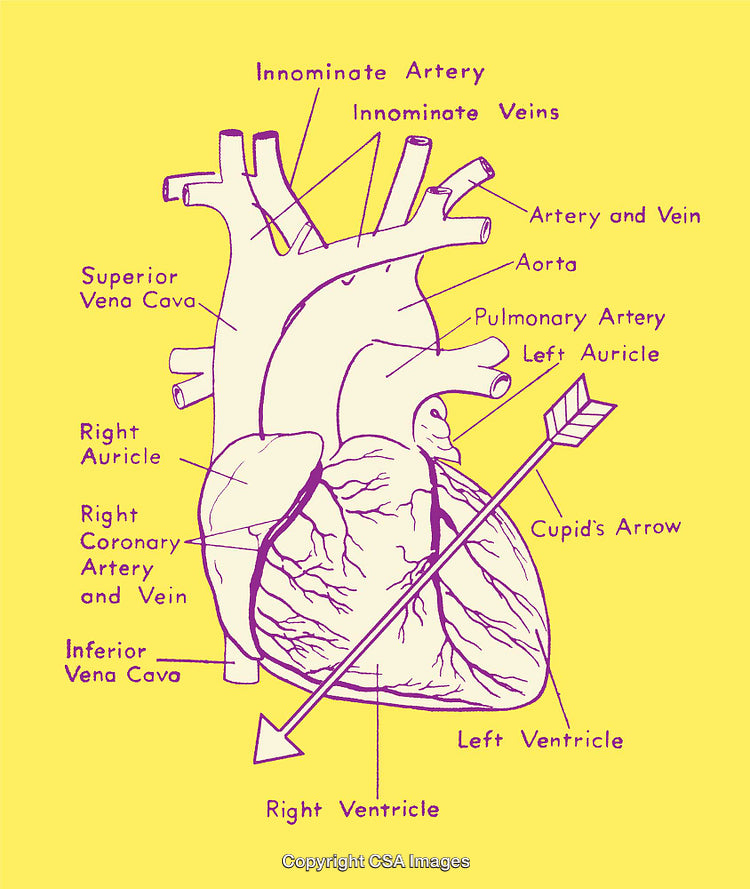 Illustration of Anatomical Heart Diagram with Labeled Highlights and Decor