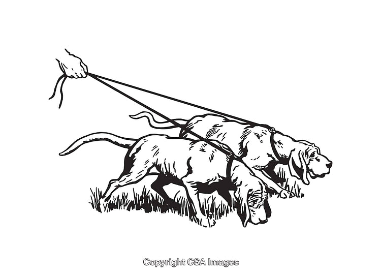 Two Tracking Dogs on Leashes in Black and White Line Art