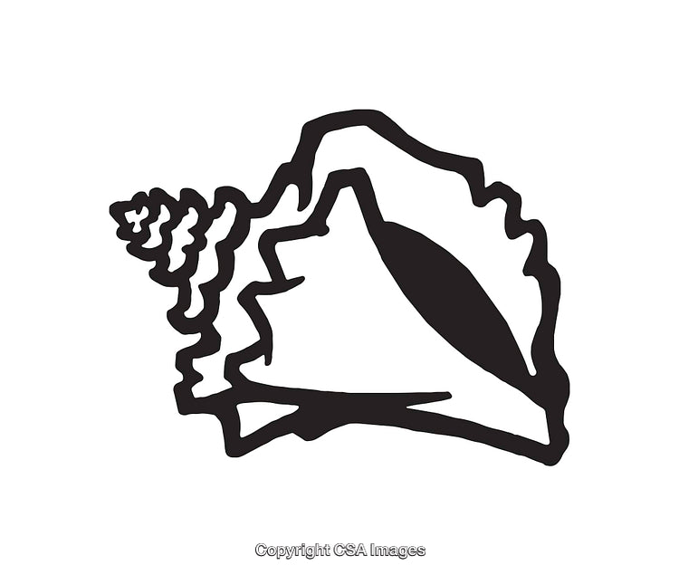 Black and White Line Art Illustration of A Decorative Seashell