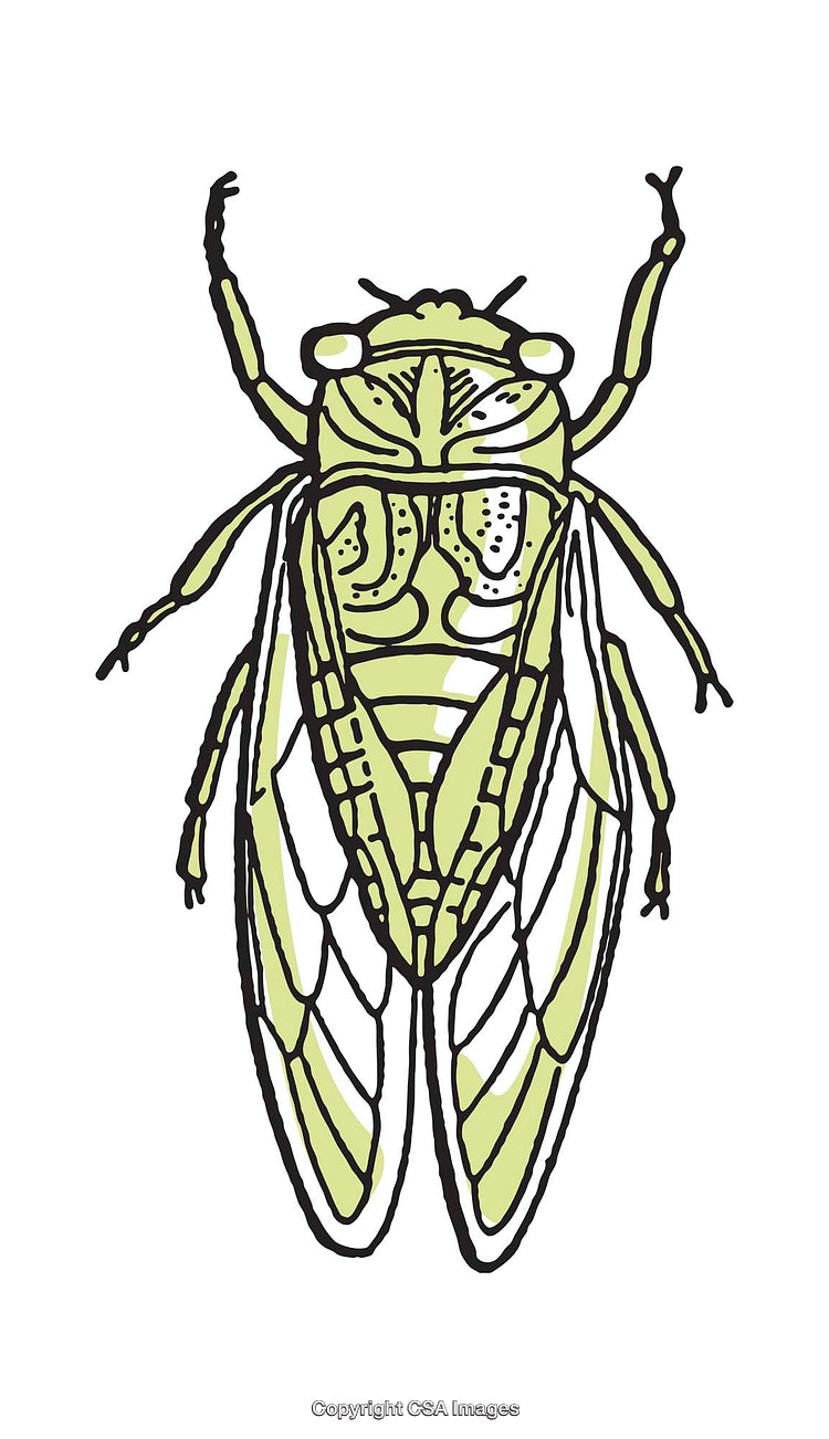 Colorful Illustration of a Cicada with Fine Line Details