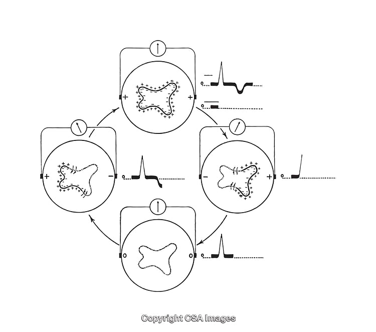 Detailed Black and White Scientific Diagram of Abstract Processes