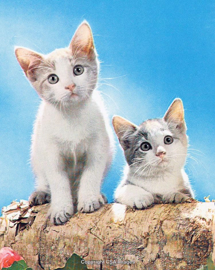 Adorable Playful Kittens Sitting Together on Natural Wooden Log Outdoors
