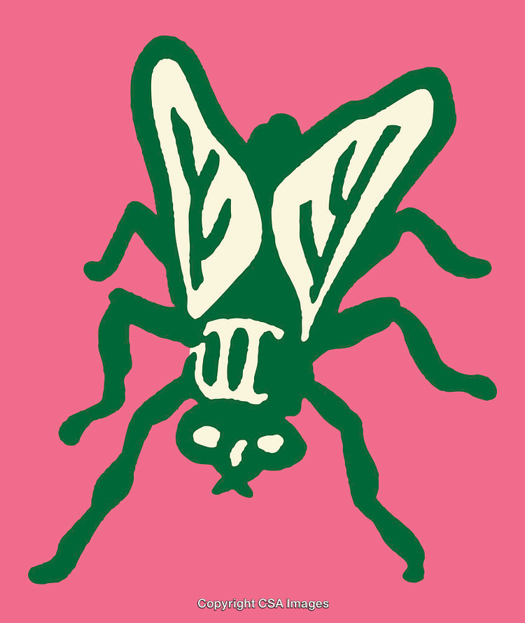 Colorful Line Art Illustration of a Fly With Bold Design