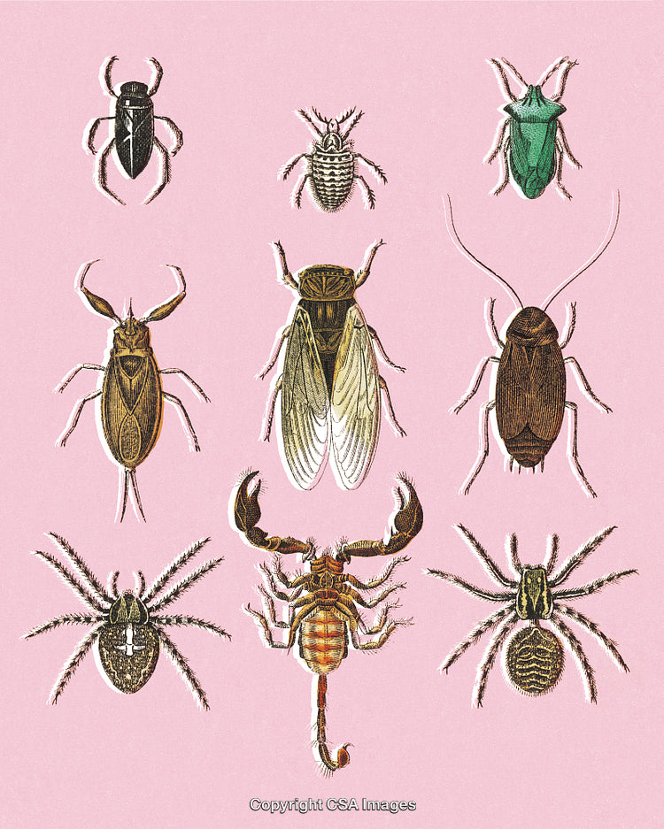 Vintage Illustration of Diverse Insects and Arachnids on Pink Background