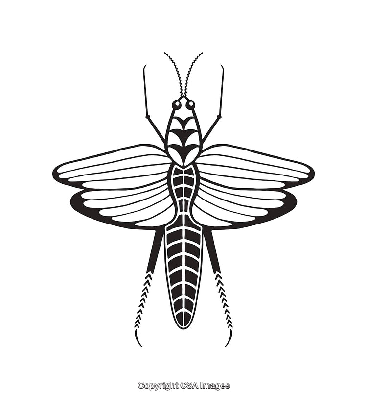 Black and White Line Art Illustration of a Stylized Insect