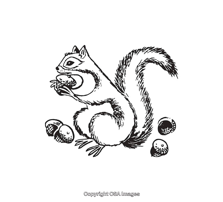 Black and White Illustration of a Squirrel with Acorns