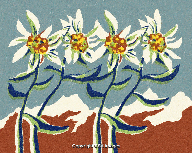 Artistic Illustration of Edelweiss Flowers on a Mountain Background