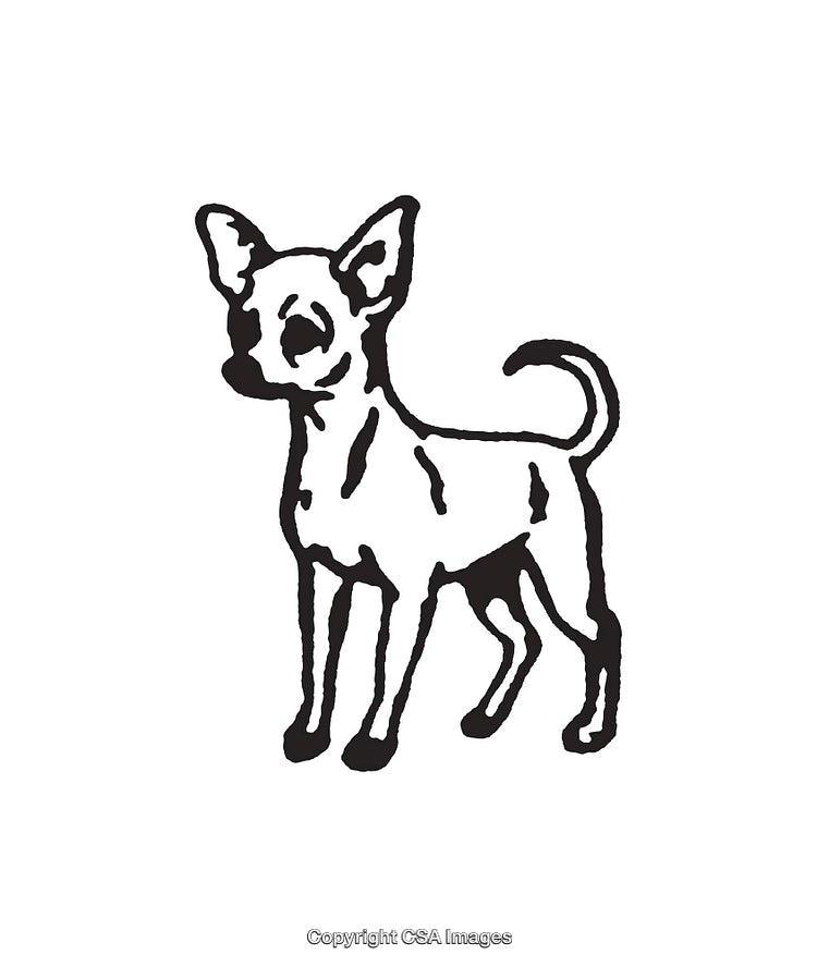 Black and White Line Art Illustration of a Chihuahua Dog Standing