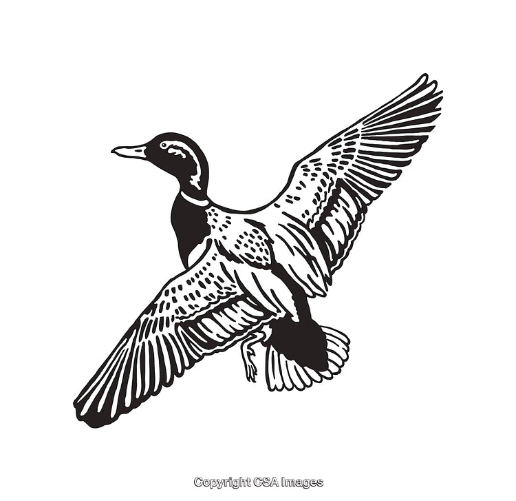 Detailed Black and White Line Art Illustration of a Flying Duck