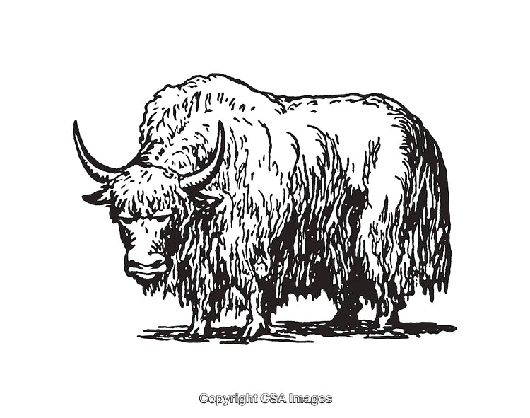 Detailed Black and White Line Art Illustration of a Majestic Yak