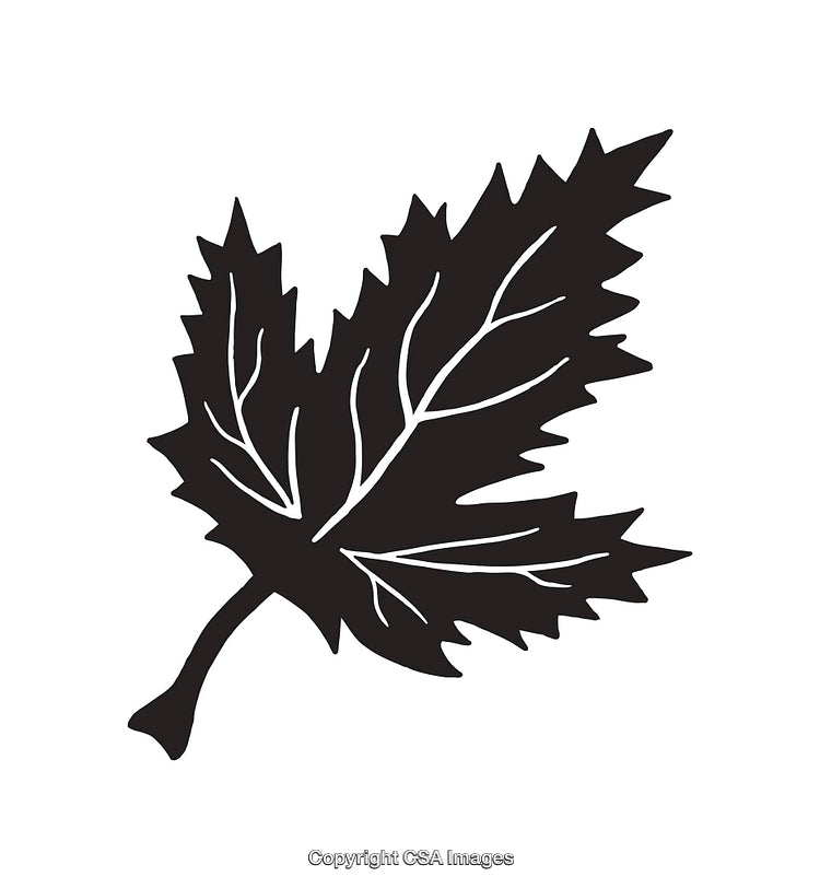 Black and White Line Art Illustration of a Maple Leaf Silhouette