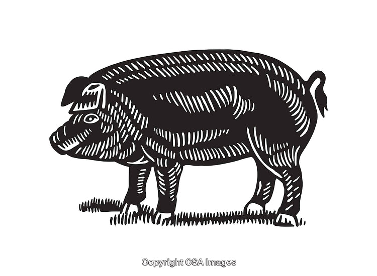 Black and White Line Art Illustration of a Pig Standing on Grass