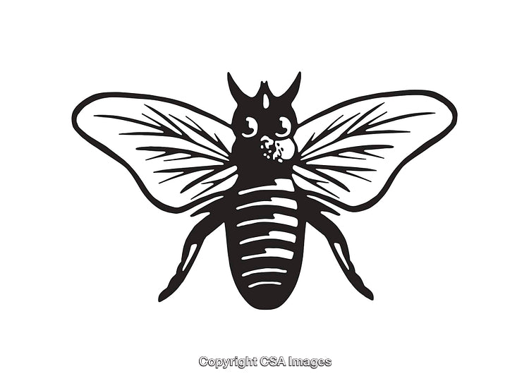 Detailed Black and White Insect Line Art Illustration in Minimalist Style