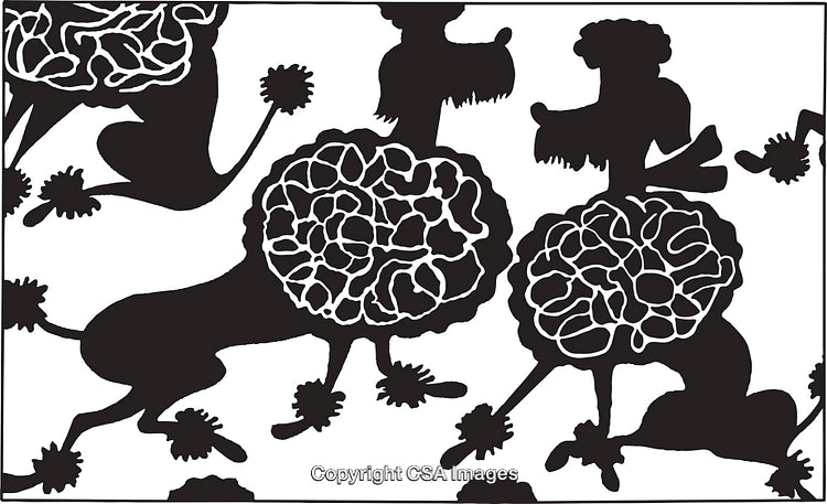 Seamless Black and White Poodle Pattern Decorative Background