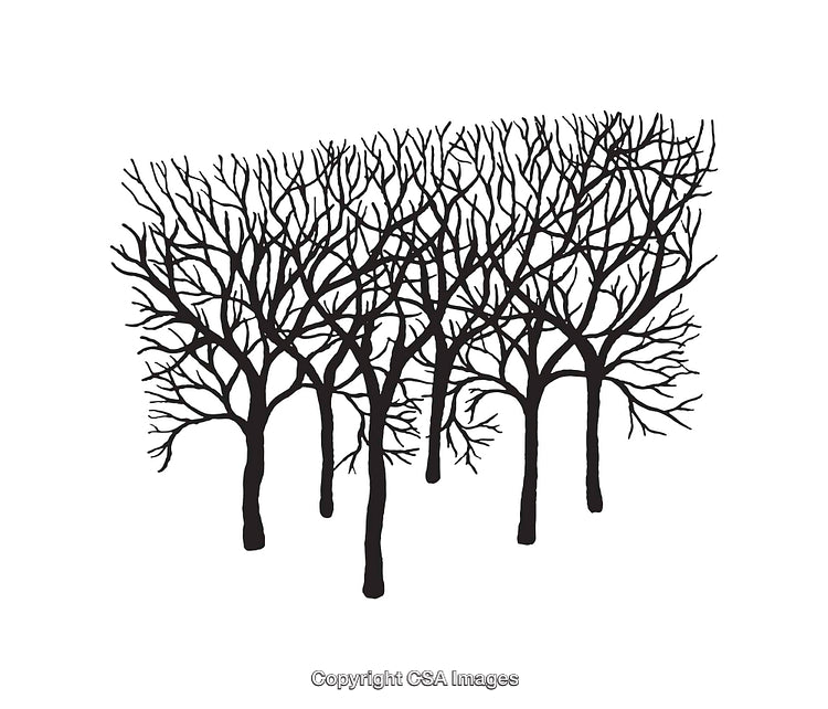 Silhouette Line Art of Winter Trees in Abstract Arrangement