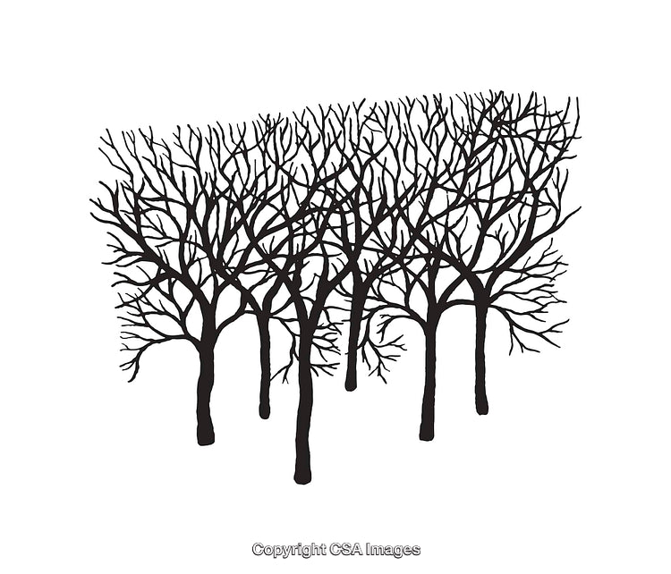 Silhouette Line Art of Winter Trees in Abstract Arrangement
