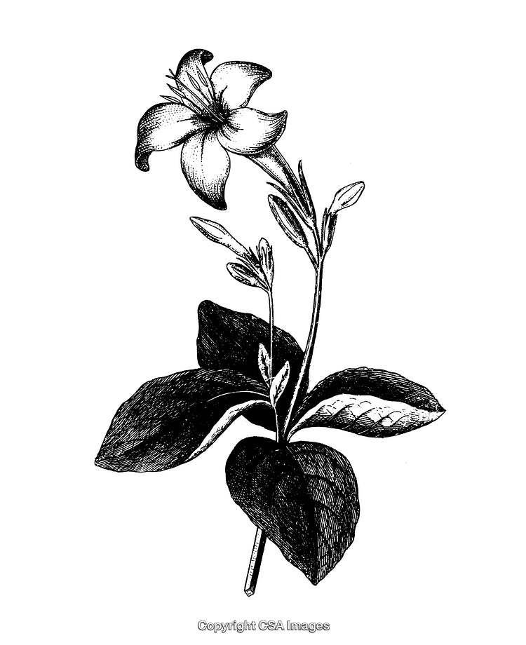 Black and White Engraving of a Beautiful Flower with Leaves
