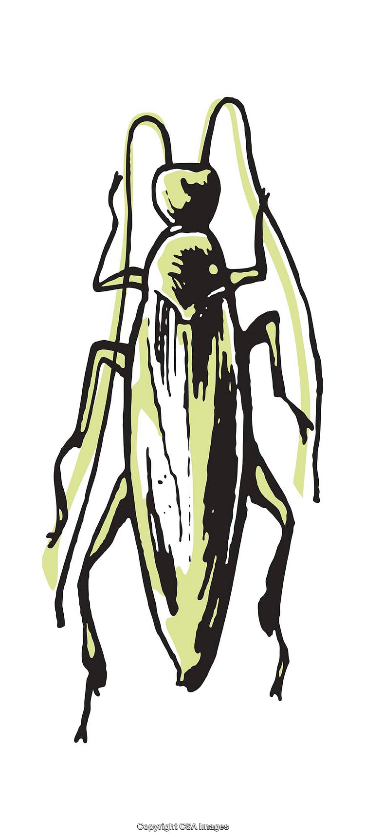 Detailed Colorful Illustration of an Insect with Abstract Design Elements