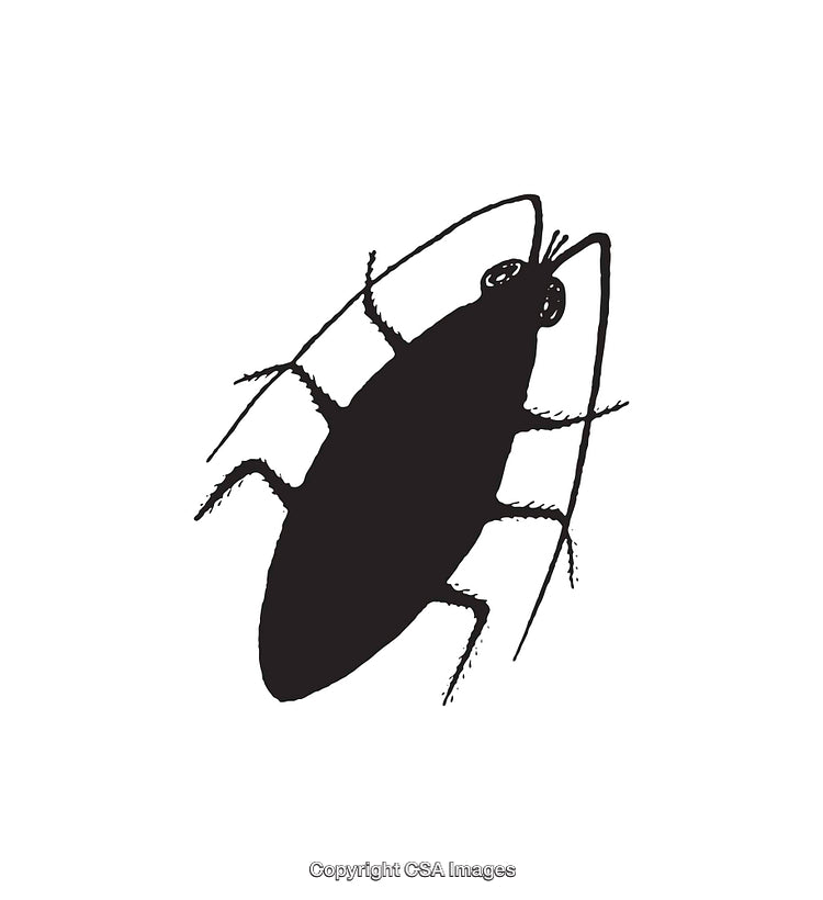 Black and White Illustration of a Cockroach Silhouette with Detailed Features