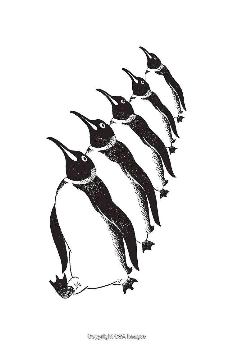 Stylized Black and White Penguin Line Art Illustration