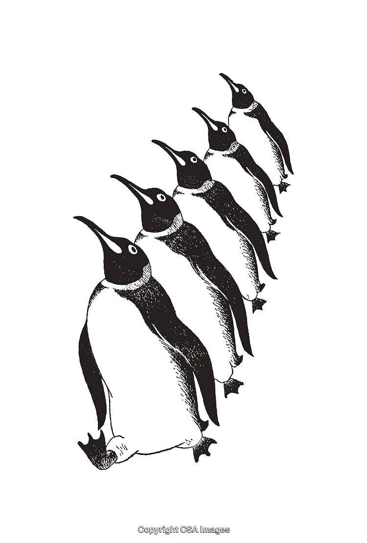 Stylized Black and White Penguin Line Art Illustration