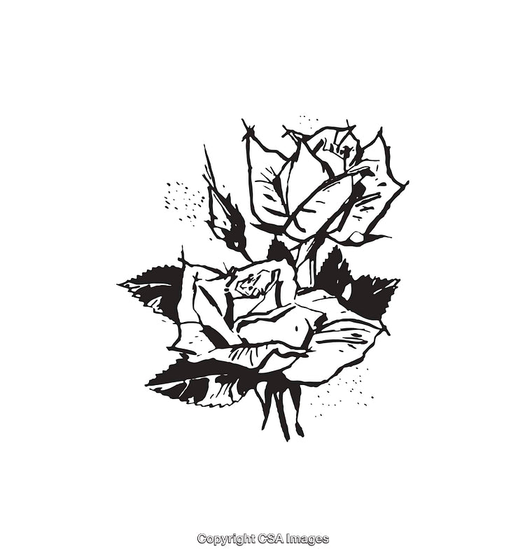 Black and White Line Art Illustration of Roses with Detailed Leaves