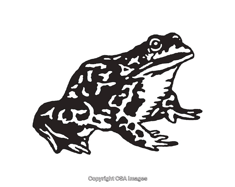 Detailed Black and White Illustration of a Frog in Line Art Style