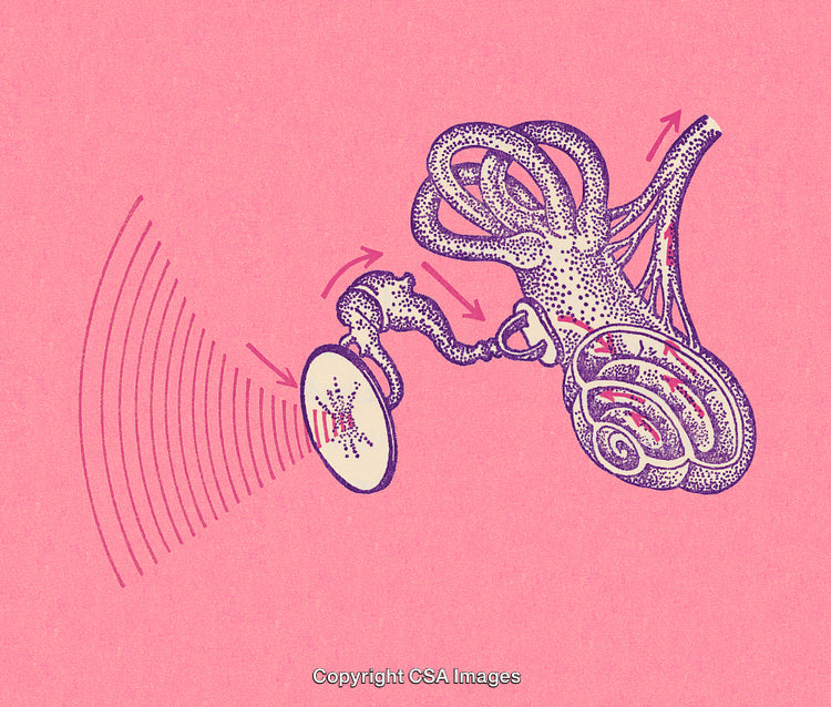 Detailed Medical Illustration of Inner Ear Anatomy and Sound Transmission