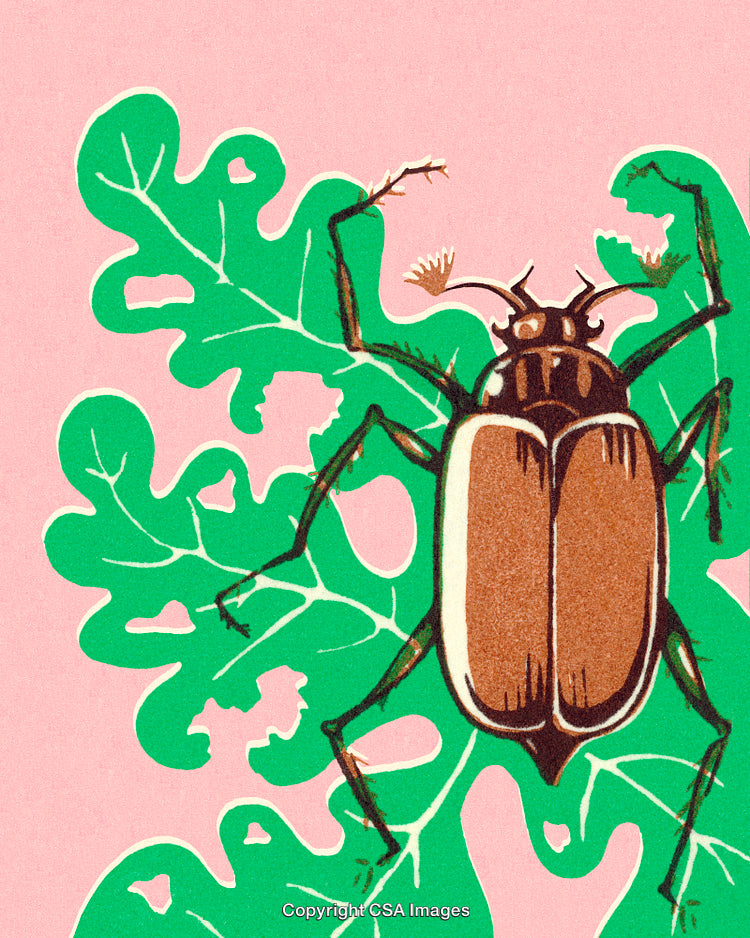 Colorful Beetle Illustration with Green Leaves on a Pink Background