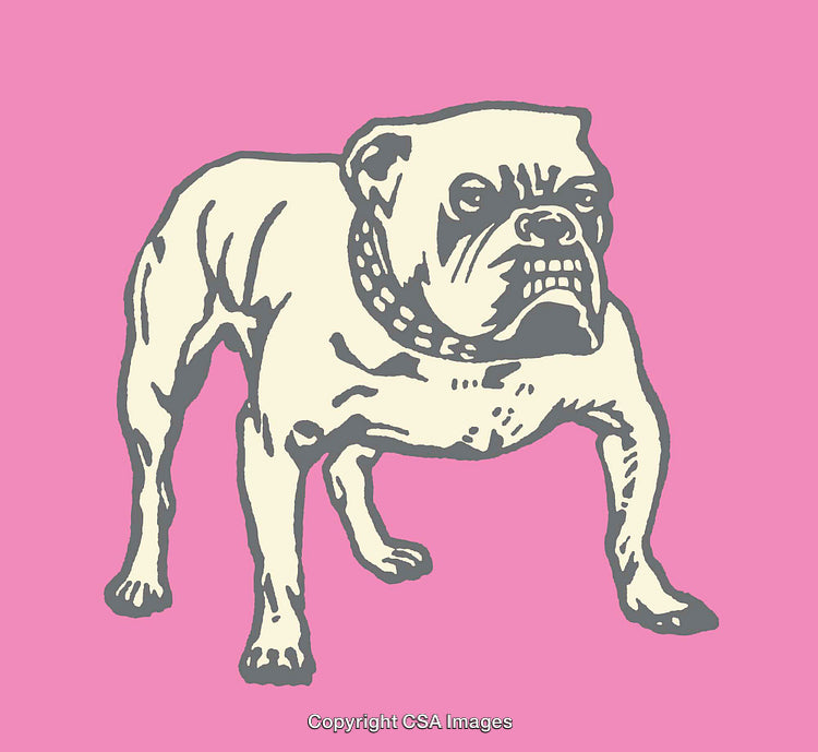 Vintage Style Bulldog Illustration on a Pink Background