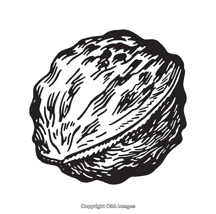 Black And White Line Art Illustration of a Walnut