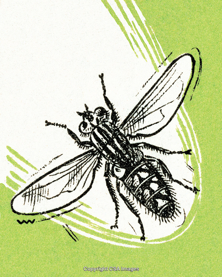 Detailed Illustration of a Fly on a Textured Color Background