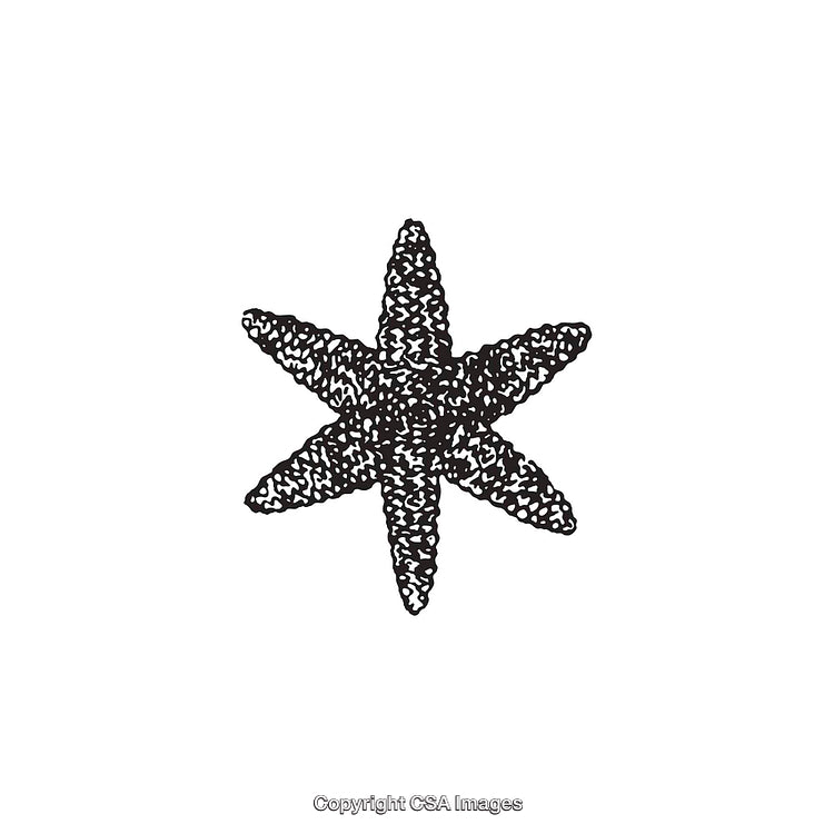 Black and White Illustration of a Star-Shaped Dingbat Symbol