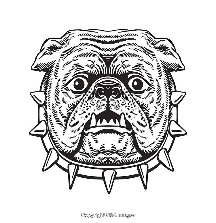 Detailed Black and White Bulldog Illustration with Spiked Collar Design