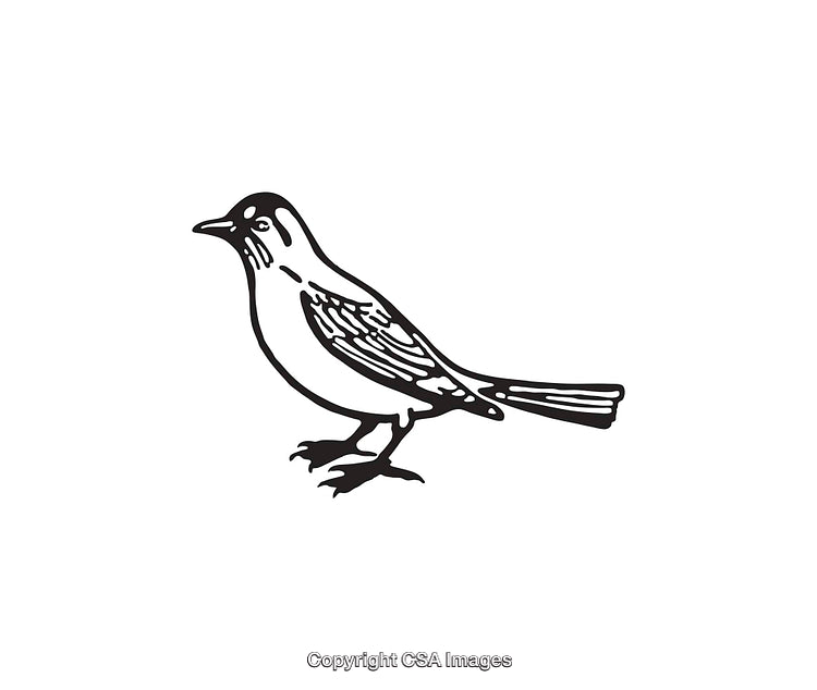 Black and White Line Art Illustration of a Bird Standing Profile View